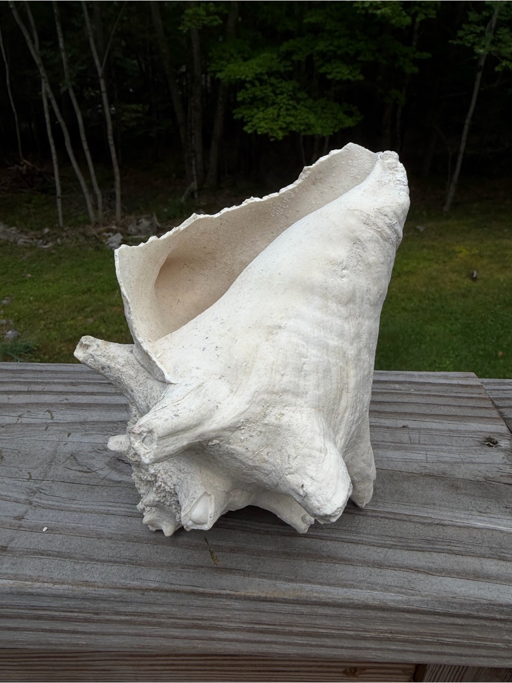 Fossilized Queen Conch